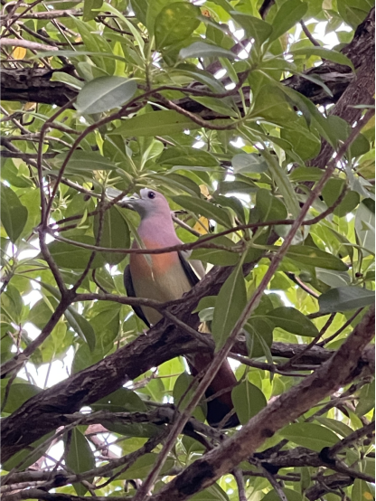 XMUM Student Documents Campus Bird Life (1)