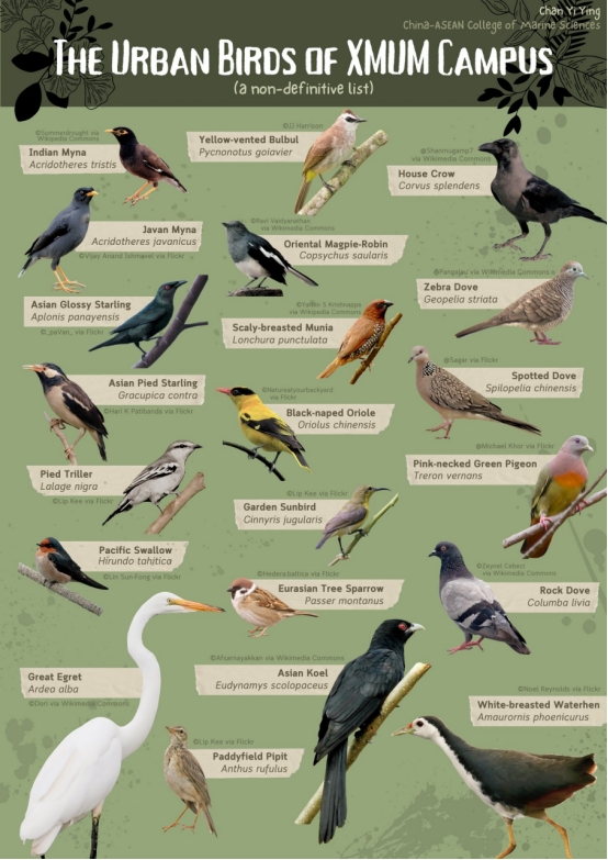 XMUM Student Documents Campus Bird Life (3)