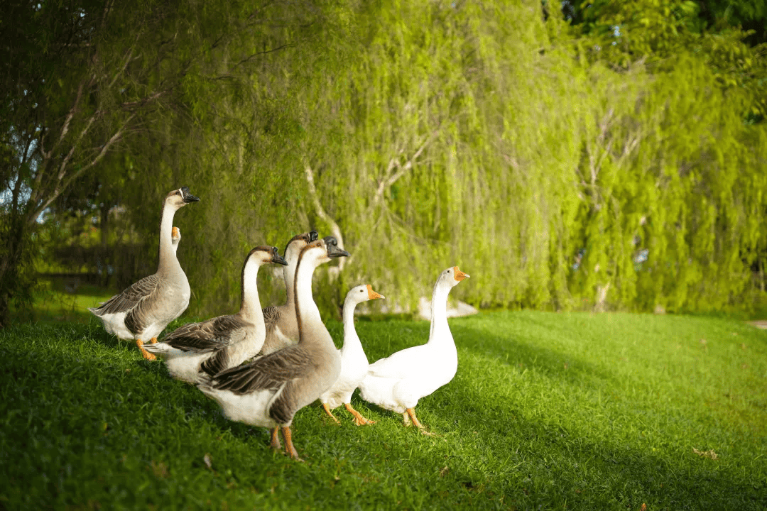 XMUM Welcomes First Baby Goose in Two Years (3)